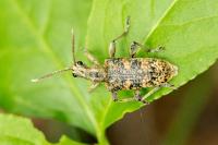 Rhagium sycophanta