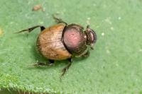 Onthophagus