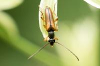 Alosterna tabacicolor