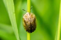 Cassida nebulosa
