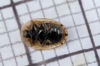 Cassida nebulosa