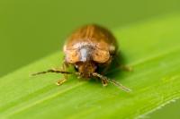 Microcara testacea