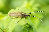 Agapanthia dahli