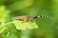 Agapanthia dahli