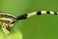 Agapanthia dahli