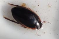 Hydaticus seminiger
