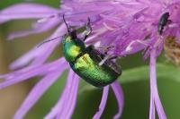 Cryptocephalus