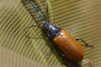 Omophlus lepturoides