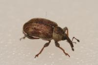 Gymnetron villosulum