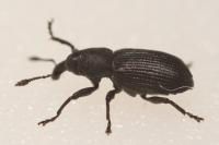 Magdalis armigera