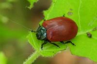 Chrysomela populi