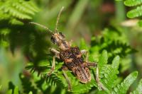 Rhagium sycophanta