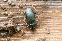 Leistus spinibarbis