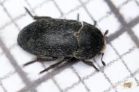 Dermestes