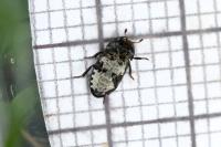 Dermestes
