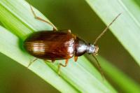 Gonodera luperus