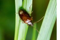Gonodera luperus