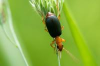 Brachinus psophia