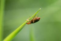 Brachinus psophia
