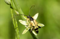 Rutpela maculata