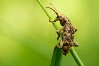 Rhagium sycophanta