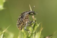 Larinus turbinatus