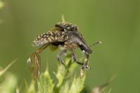 Larinus turbinatus