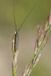Calamobius filum