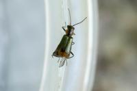 Axinotarsus marginalis