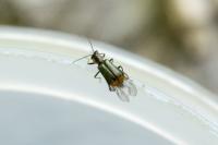 Axinotarsus marginalis