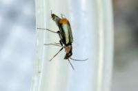 Axinotarsus marginalis