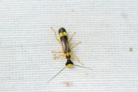Malthinus flaveolus