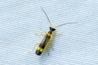 Malthinus flaveolus