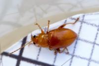 Neocrepidodera