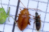 Neocrepidodera