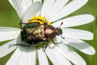 Gnorimus nobilis