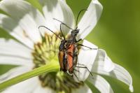 Stenurella melanura