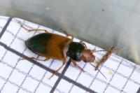 Diachromus germanus