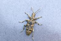 Rhagium sycophanta