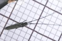 Calamobius filum