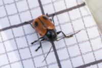 Cryptocephalus bipunctatus