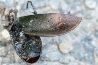 Carabus nemoralis