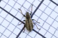 Polydrusus confluens