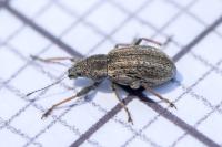 Polydrusus confluens