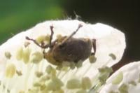 Mononychus punctumalbum