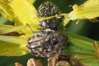 Oxythyrea funesta