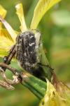 Oxythyrea funesta