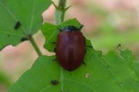 Chrysomela populi