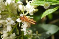 Oedemera podagrariae
