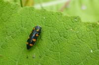 Ptosima undecimmaculata